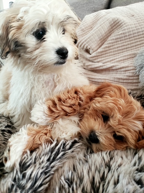 Malipoo LhasaPoo ShihPoo Maltese