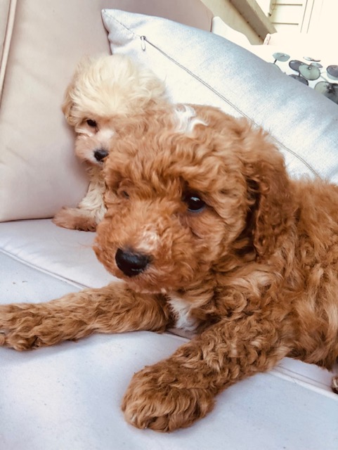 Malipoo LhasaPoo ShihPoo Maltese