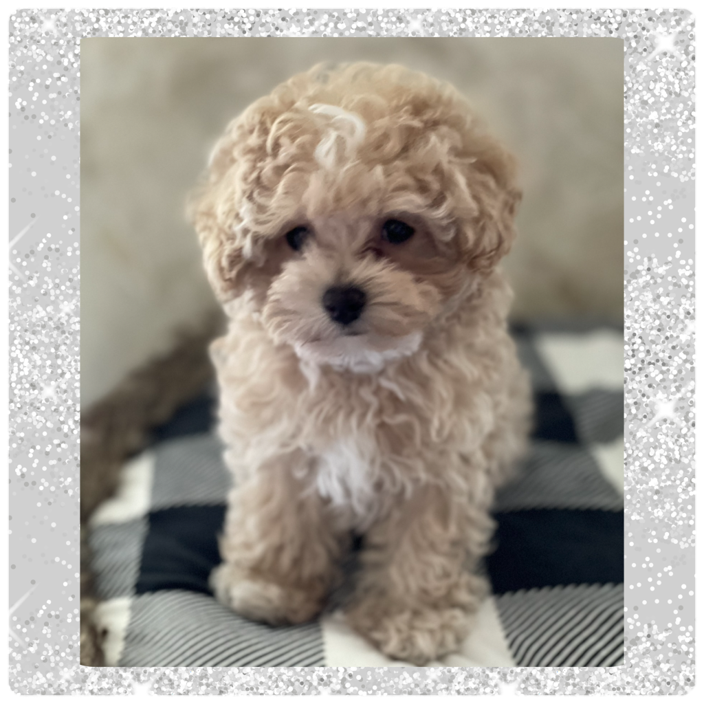 Secret - MaltiPoo - Family Teddy Bears