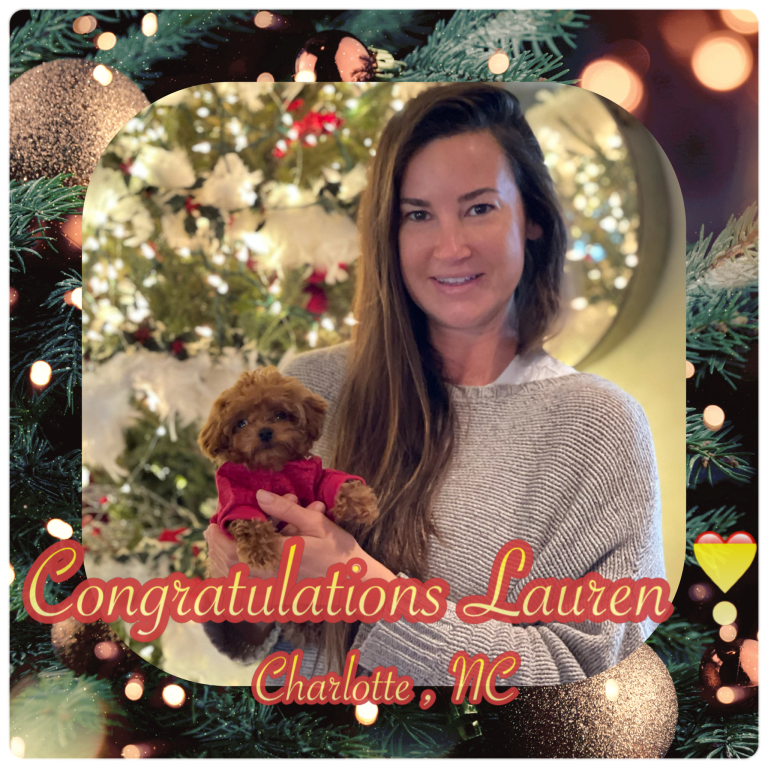 Raggedy Ann Teacup poodle Family Teddy Bears