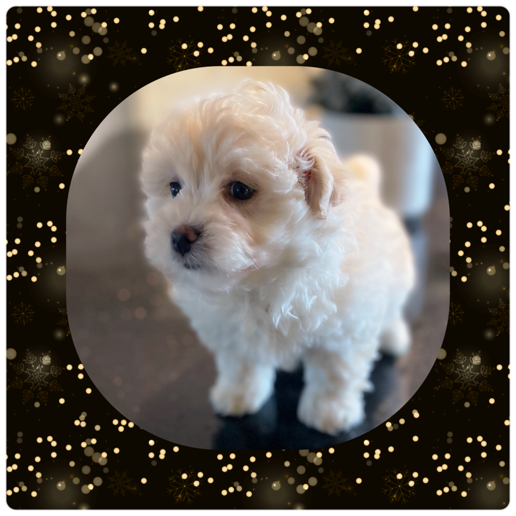 Oreo - MaltiPoo boy - Family Teddy Bears