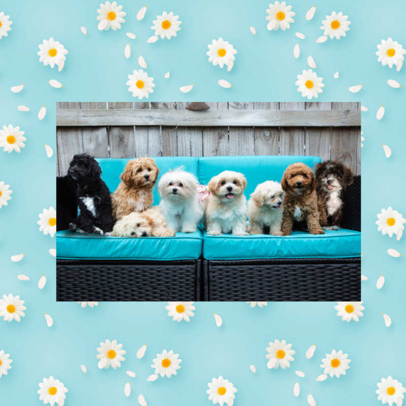 Spring is here with Family Teddy Bears Mobile