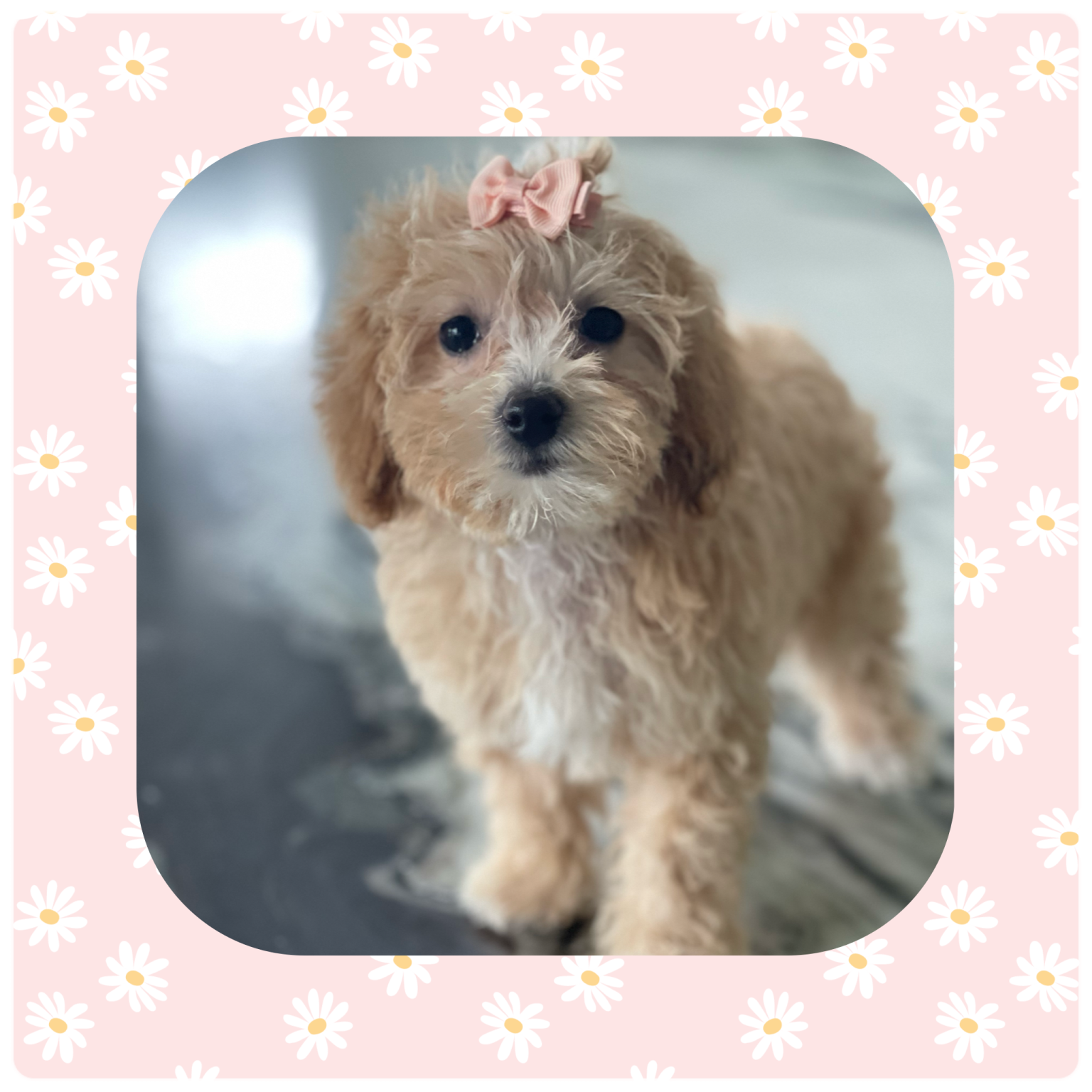 Deedee - MaltiPoo - Family Teddy Bears