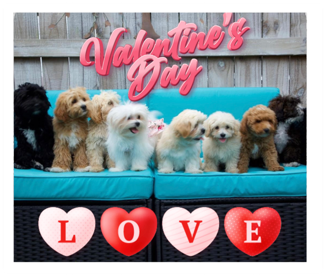 Happy Valentine's Day from Family Teddy Bears