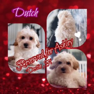 Dutch - Teddy Bear Boy