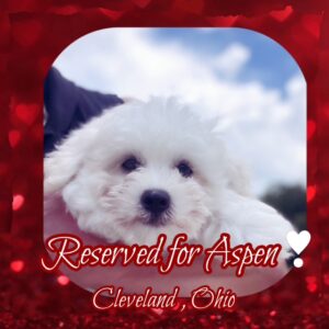 Prince - ShihPoo boy