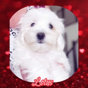 Lotus - MaltiPoo