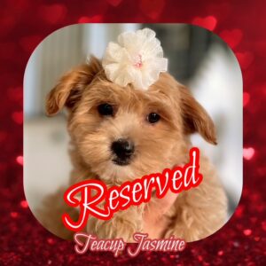 Jasmine - MaltiPoo Girl