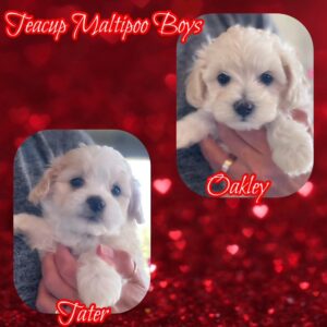Teacup MaltiPoo Boys