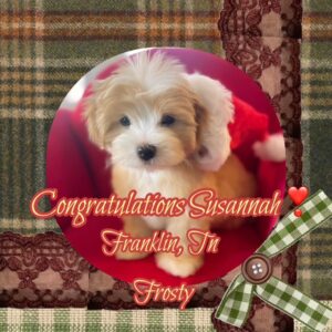 Frosty - MaltiPoo Boy