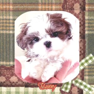 Bunny - Imperial ShihTzu