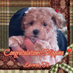 Congrats!  Joy - MaltiPoo