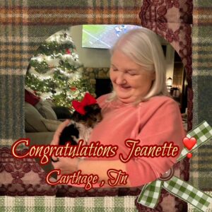 Chickie - Teacup Parti-color Yorkie