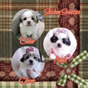 ShiChon Puppies