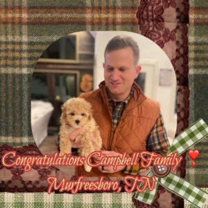 Dutch - Teacup-size MaltiPoo