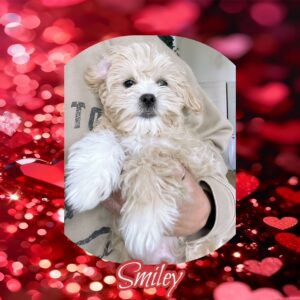 Smiley - MaltiPoo Boy