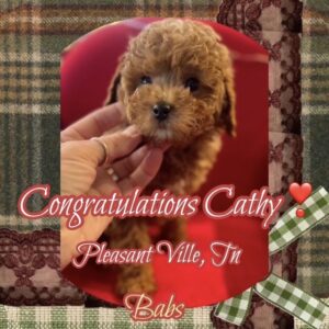 Babs - Toy Poodle Girl