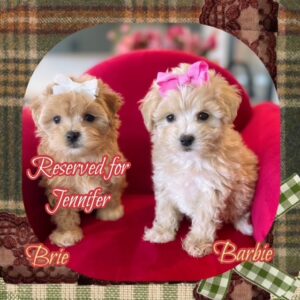 MaltiPoo Girls