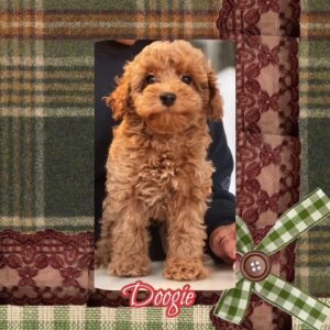 Doogie - Toy Poodle
