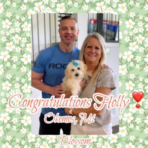Blossom - MaltiPoo