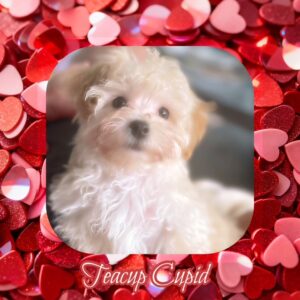 Cupid - Teacup MaltiPoo