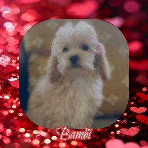 Bambi - MaltiPoo girl