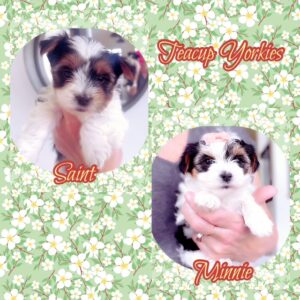 Yorkie Puppies