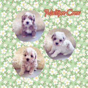 MaltiPoo Puppies