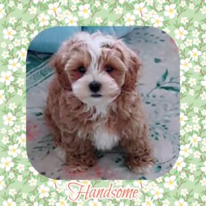 Handsome - MaltiPoo