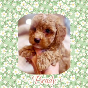 Brady - Toy Poodle