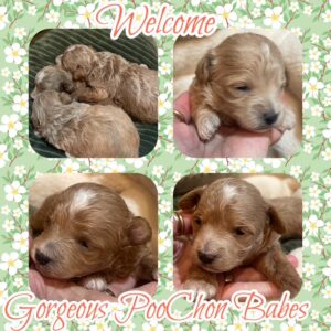 PooChon Litter