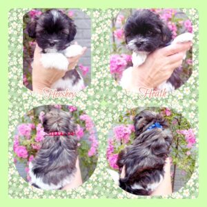 ShihPoo Puppies