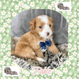 Pablo - MaltiPoo