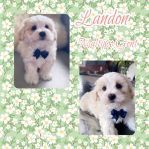 Landon - MaltiPoo