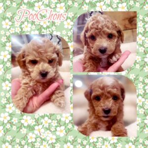 PooChon Litter