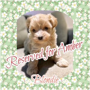 Blondie - MaltiPoo