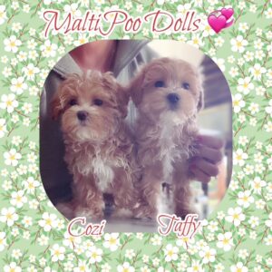MaltiPoo Puppies