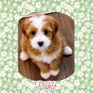 Pablo - MaltiPoo