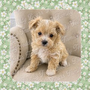 Mochi - MaltiPoo