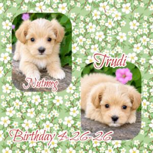 Nutmeg and Trudi - MaltiPoo