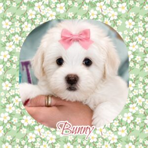 Bunny - MaltiPoo