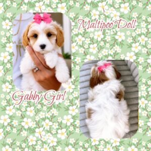 Gabby - MaltiPoo