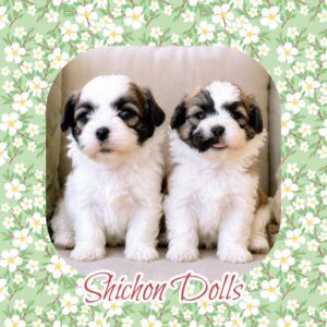 ShiChon Girls