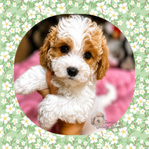 Archie - MaltiPoo