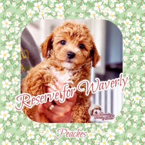 Peaches - PooChon