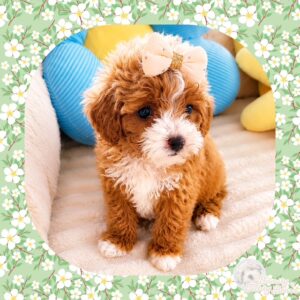 Precious - Teacup CavaPoo