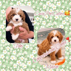 Cavapoos