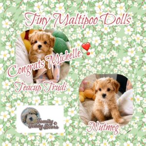 Nutmeg and Trudi - MaltiPoo