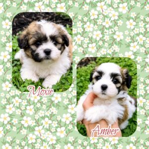 ShiChon Girls