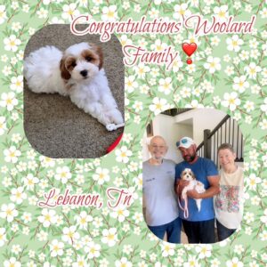 Gabby - MaltiPoo